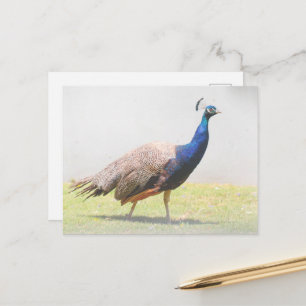 Beautiful Peacock Bird Walking Postcard
