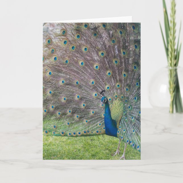 Beautiful Peacock Card (Front)