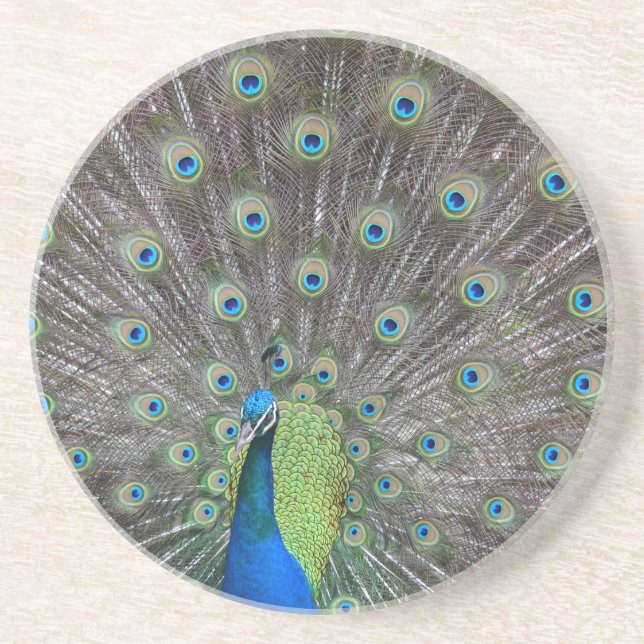 Beautiful Peacock       Coaster (Front)