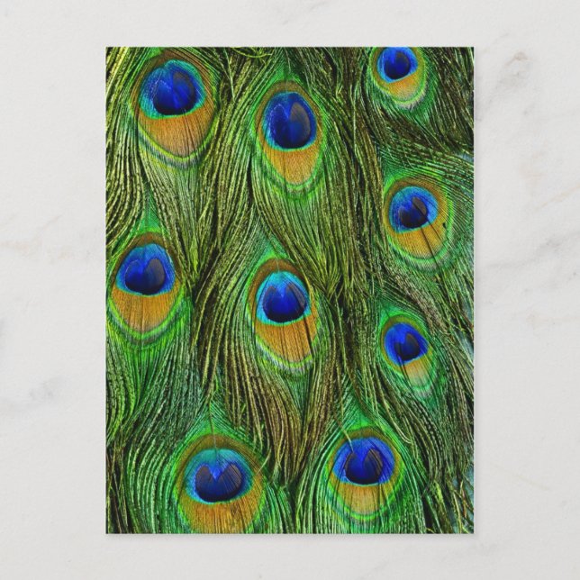Beautiful Peacock Feathers Postcard (Front)