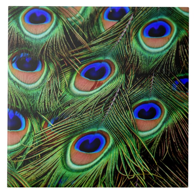 Beautiful Peacock Feathers  Tile (Front)