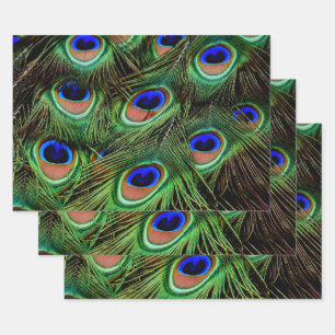 Beautiful Peacock Feathers  Wrapping Paper Sheet