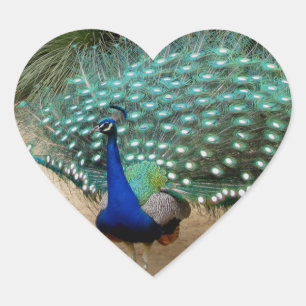Beautiful Peacock Heart Sticker