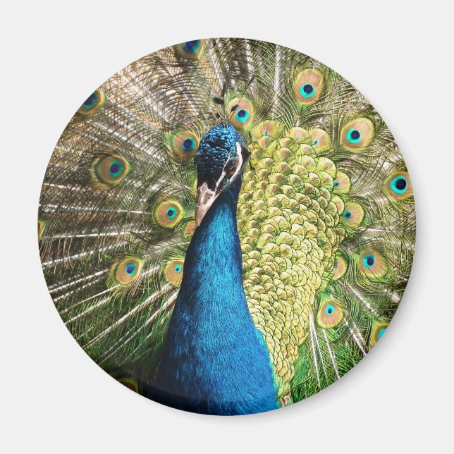 Beautiful peacock magnet (Front)