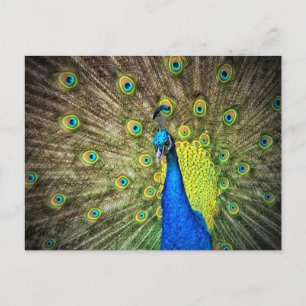 Beautiful Peacock Photo Postcard