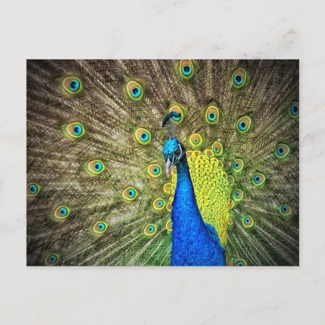 Beautiful Peacock Photo Postcard (Front)