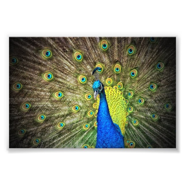 Beautiful Peacock Photo Print (Front)