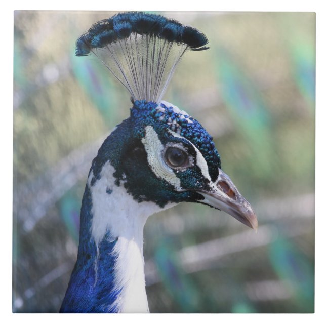 Beautiful peacock portrait tile (Front)