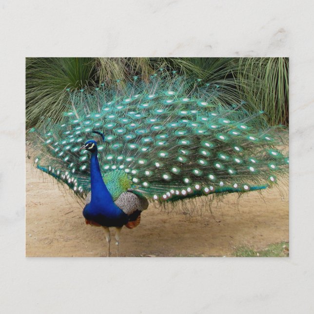 Beautiful Peacock Postcard (Front)