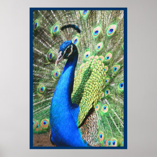 Beautiful Peacock Poster