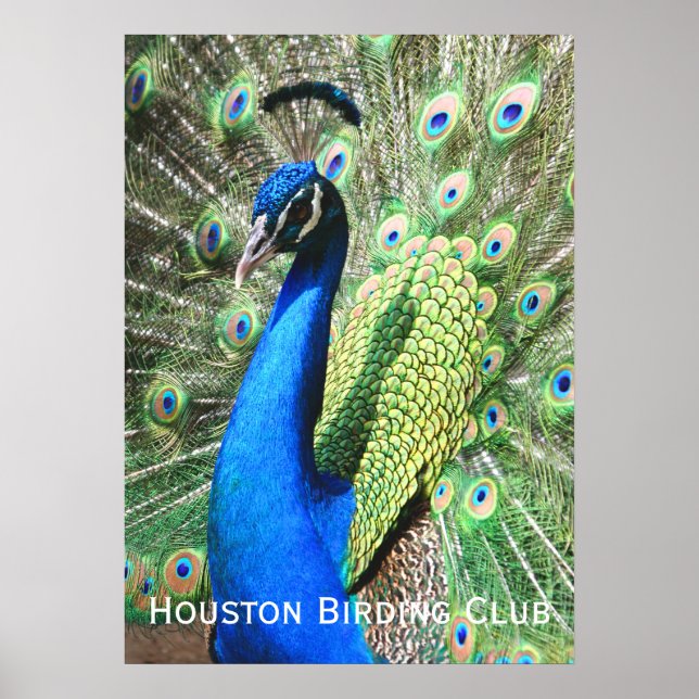 Beautiful Peacock Poster (Front)