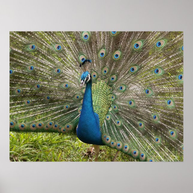 Beautiful Peacock Poster (Front)