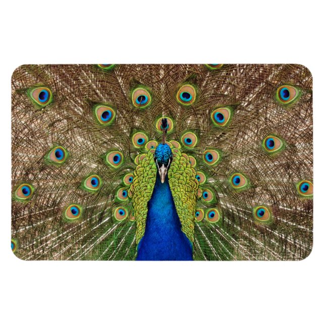 Beautiful peacock print magnet (Horizontal)