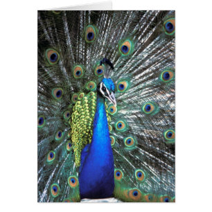 Beautiful peacock spreading colourful feathers