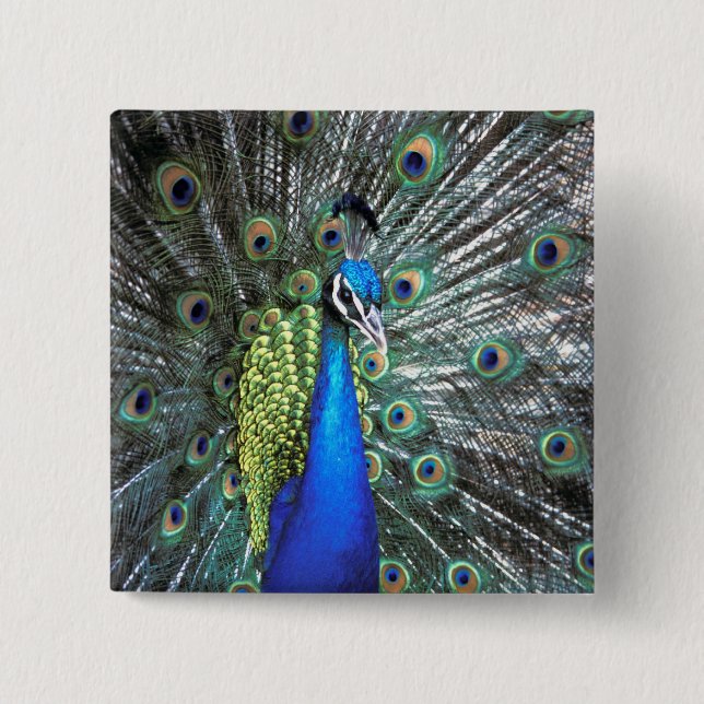 Beautiful peacock spreading colourful feathers 15 cm square badge (Front)