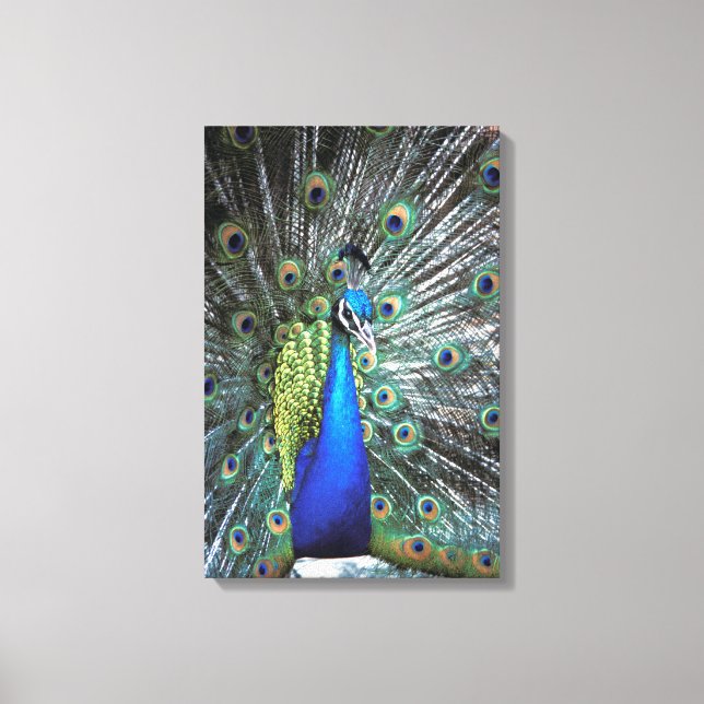Beautiful peacock spreading colourful feathers canvas print (Front)