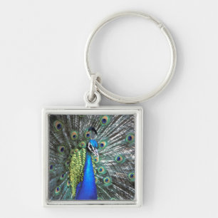 Beautiful peacock spreading colourful feathers key ring