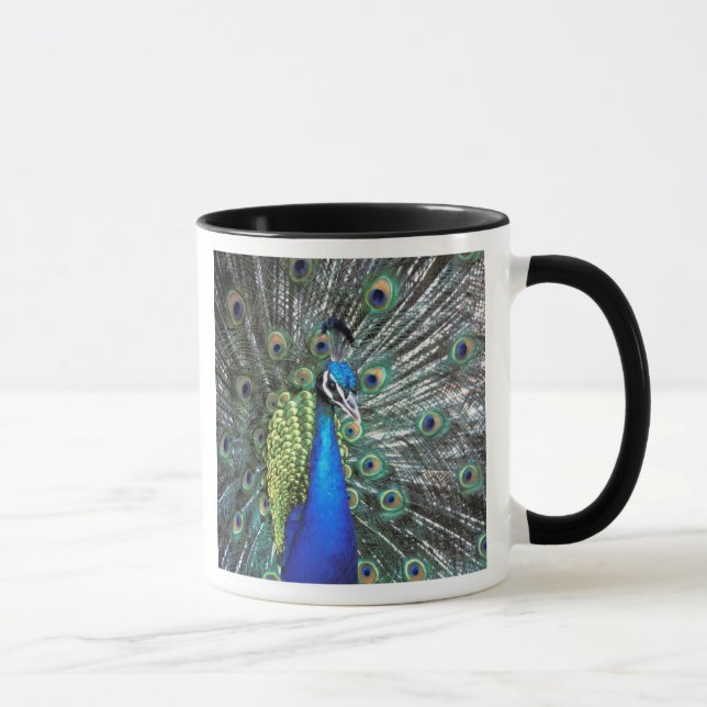 Beautiful peacock spreading colourful feathers mug (Right)