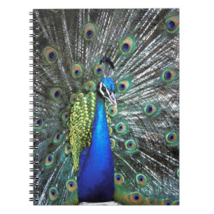 Beautiful peacock spreading colourful feathers notebook