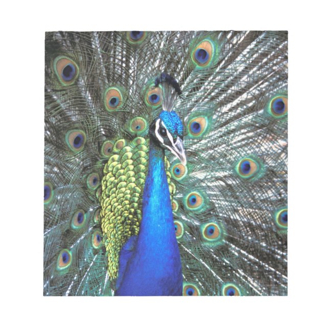 Beautiful peacock spreading colourful feathers notepad (Front)