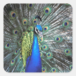 Beautiful peacock spreading colourful feathers square sticker