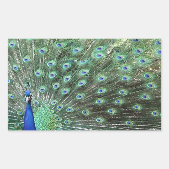 Beautiful Peacock stickers (Front)