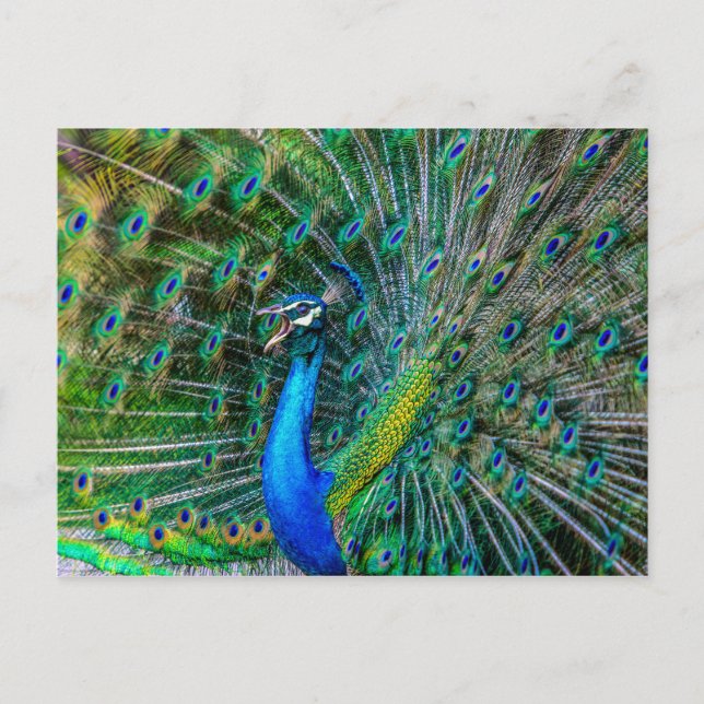 Beautiful Peacock with its Tail Feathers Open Postcard (Front)