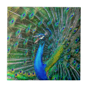 Beautiful Peacock with Open Feathers Tile