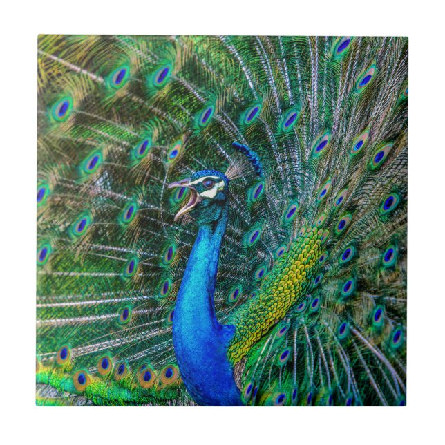 Beautiful Peacock with Open Feathers Tile (Front)