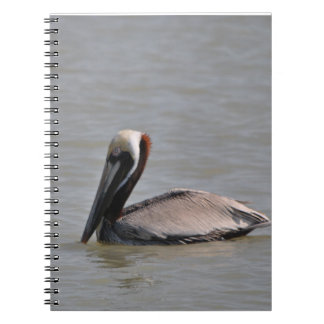 Beautiful Pelican Notebook