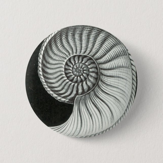 Beautiful pencil drawing of Amaltheus ammonite 6 Cm Round Badge (Front)