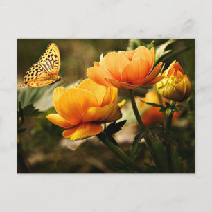 Beautiful Peonies and Butterfly  Postcard