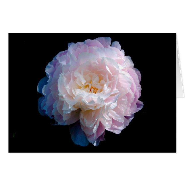 Beautiful Peony Floral Photo (Front Horizontal)