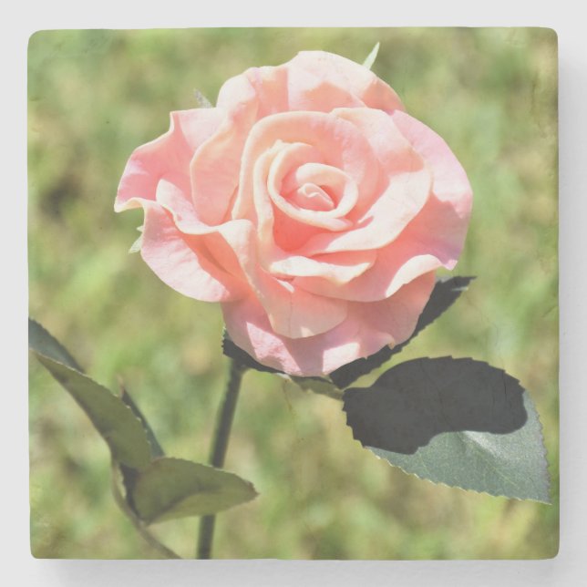 Beautiful Perfect Pink Rose Flower Stone Coaster (Front)