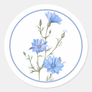 Beautiful Periwinkle Blue Chicory Flower Herb Classic Round Sticker