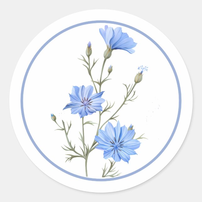 Beautiful Periwinkle Blue Chicory Flower Herb Classic Round Sticker (Front)