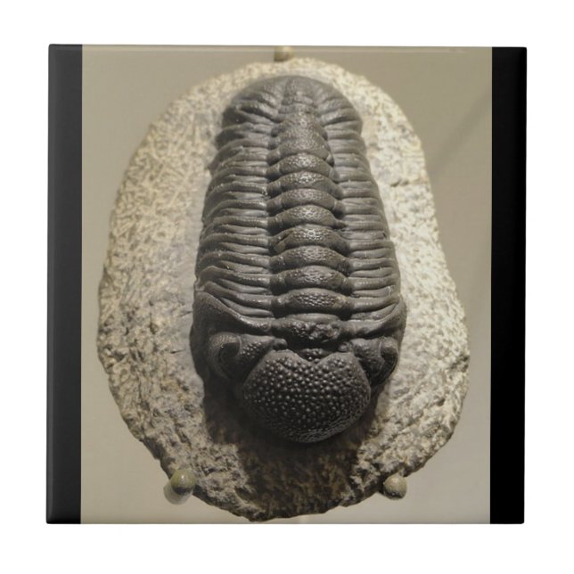 Beautiful Phacops trilobite fossil photo Tile (Front)