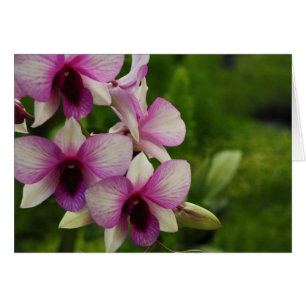 Beautiful Phalaenopsis