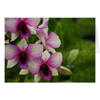 Beautiful Phalaenopsis