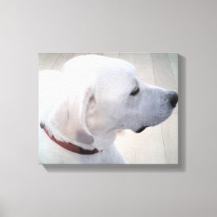 Beautiful Photo of White Labrador Mix Dog Profile Canvas Print