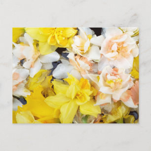 Beautiful photo spring daffodils floating on water postcard