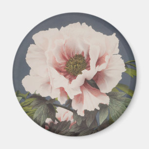 Beautiful photomechanical prints of Peony Flowers Magnet