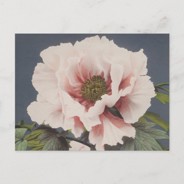 Beautiful photomechanical prints of Peony Flowers Postcard (Front)