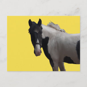 Beautiful Piebald Pony Postcard
