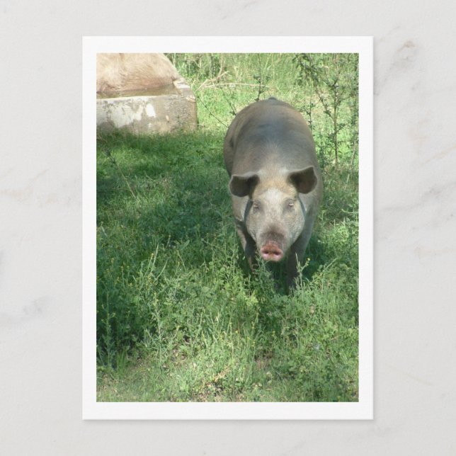 beautiful pig postcard (Front)