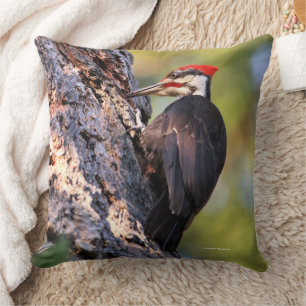 Beautiful Pileated Woodpecker Bird in Tree Cushion