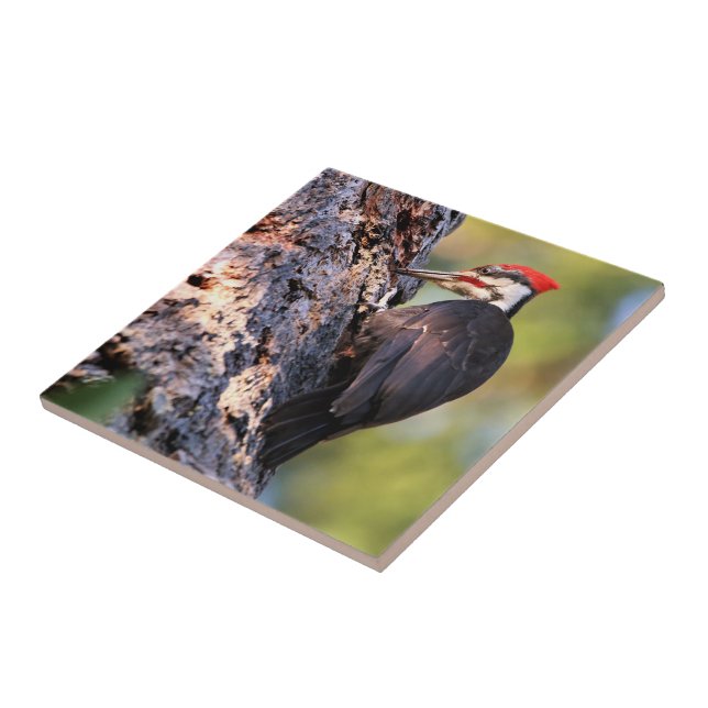 Beautiful Pileated Woodpecker on the Tree Tile (Side)