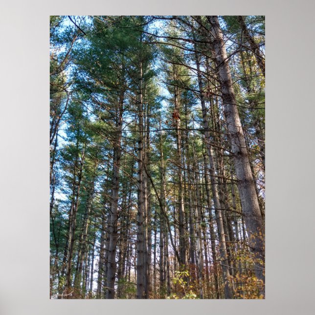 Beautiful Pine Trees Poster (Front)