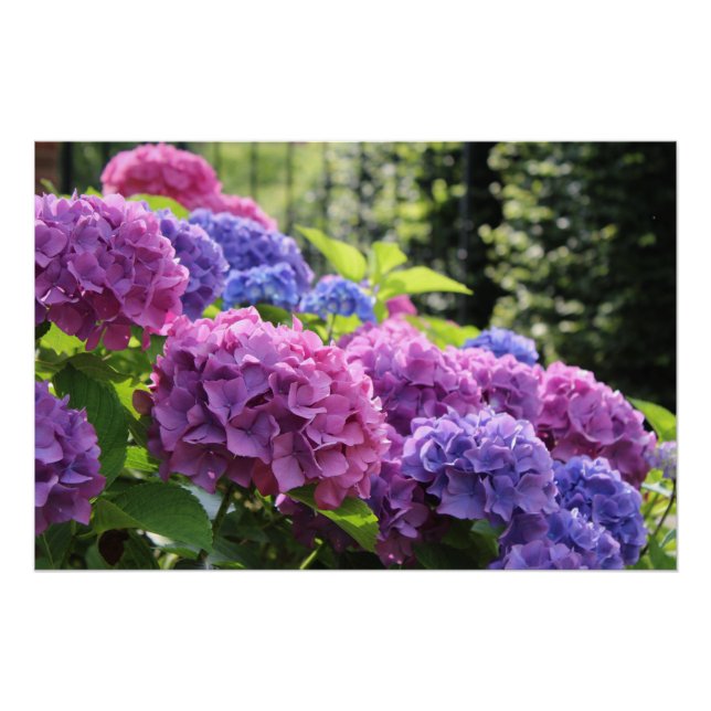 Beautiful Pink and Blue Hydrangea Flowers Poster (Front)