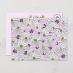 Beautiful Pink and White Daisy Floral Postcard